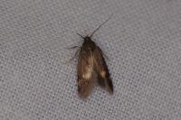 Borkhausenia minutella