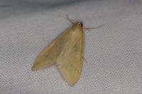 Sitochroa verticalis