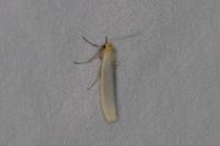 Eilema caniola