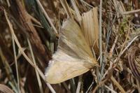 Sitochroa verticalis