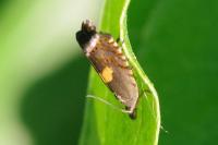 Dichrorampha petiverella