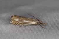 Crambus lathoniellus