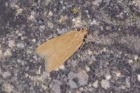 Helcystogramma rufescens