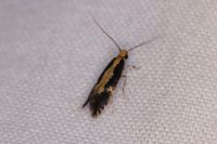 Monopis obviella