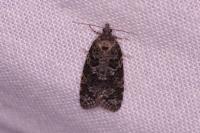 Cnephasia