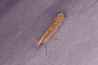 Plutella xylostella