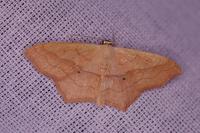 Scopula imitaria