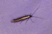 Coleophora