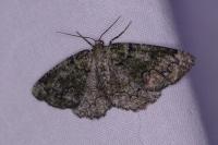 Cleorodes lichenaria