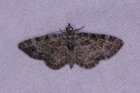 Pasiphila rectangulata