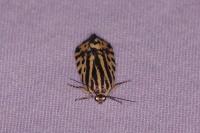 Emmelia trabealis