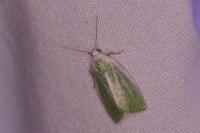 Earias clorana