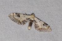 Eupithecia centaureata