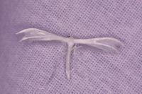 Pterophorus pentadactylus