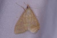 Ostrinia nubilalis