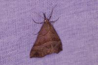 Hypena proboscidalis