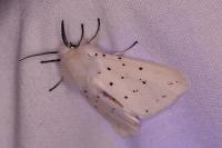 Spilosoma lubricipeda