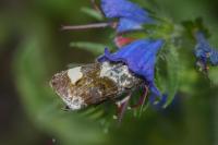 Acontia lucida