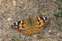 Vanessa cardui