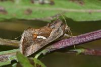 Macdunnoughia confusa