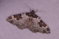 Xanthorhoe fluctuata