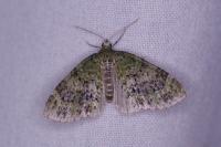 Acasis viretata