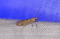 Plutella xylostella