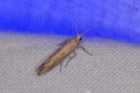 Plutella xylostella
