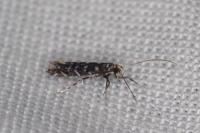 Parectopa ononidis