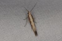Plutella xylostella