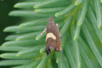 Dichrorampha petiverella