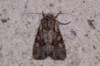 Lacanobia w-latinum
