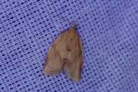 Clepsis consimilana