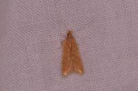 Helcystogramma rufescens