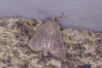 Hoplodrina ambigua