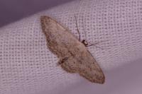 Idaea seriata