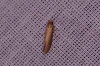Nematopogon