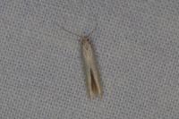 Coleophora