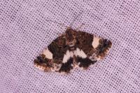 Tyta luctuosa