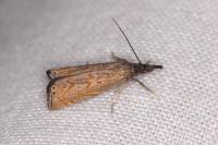 Platytes cerussella