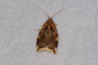 Archips xylosteana