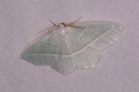 Campaea margaritaria