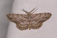 Hypomecis punctinalis