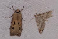 Macaria alternata