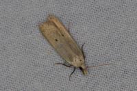 Nothris verbascella