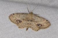 Idaea dimidiata