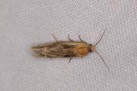 Eucosma cana