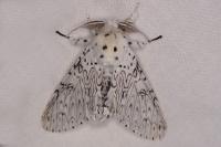 Cerura erminea