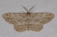 Hypomecis punctinalis