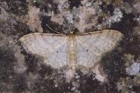 Idaea fuscovenosa